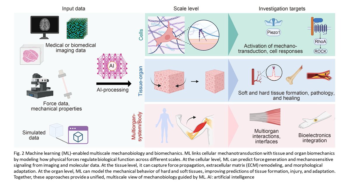 BioDesignManuf's tweet photo. Machine learning approaches for biomechanical and bioelectrical regulation in developmental tissue engineering

Learn more: https://t.co/fPEheDePo3 https://t.co/qAzZjTdewM