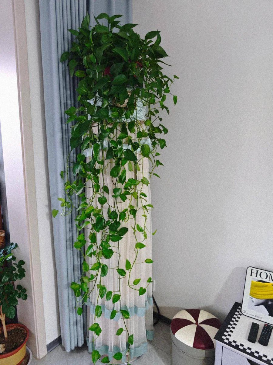 FicoJoao's tweet photo. Pro tip for your pothos! Water only when the top 2 inches of soil feel dry, and keep it in bright indirect light. No overwatering = happy, lush vines! ｜ #PlantCare #HouseplantTips https://t.co/9MjUPstcKk
