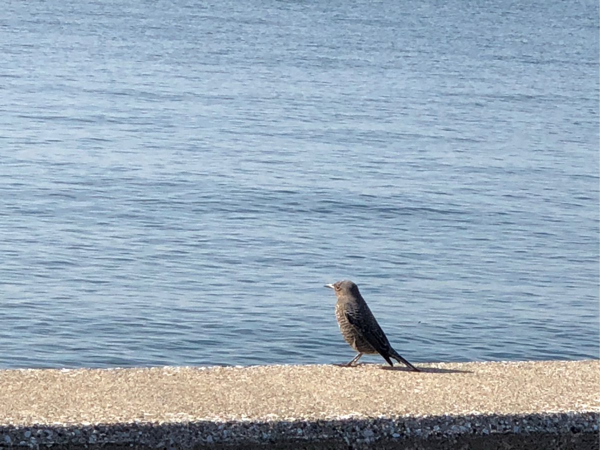 ndebama1's tweet photo. Got lost in a quiet coastal village at dawn—only seagulls, salt air, and a hidden cliffside café with the best lemon tart I’ve ever tasted. Pure magic when you step off the beaten path.， https://t.co/JR4PdWVHHl