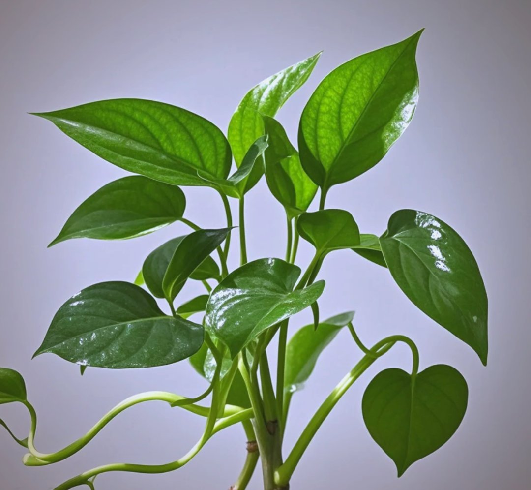 Missida18's tweet photo. Pro tip for your pothos: Wipe its leaves with a damp cloth weekly to remove dust and boost growth! No fancy tools needed, just 2 mins of tiny care to keep it lush https://t.co/L1PnpXqmzW