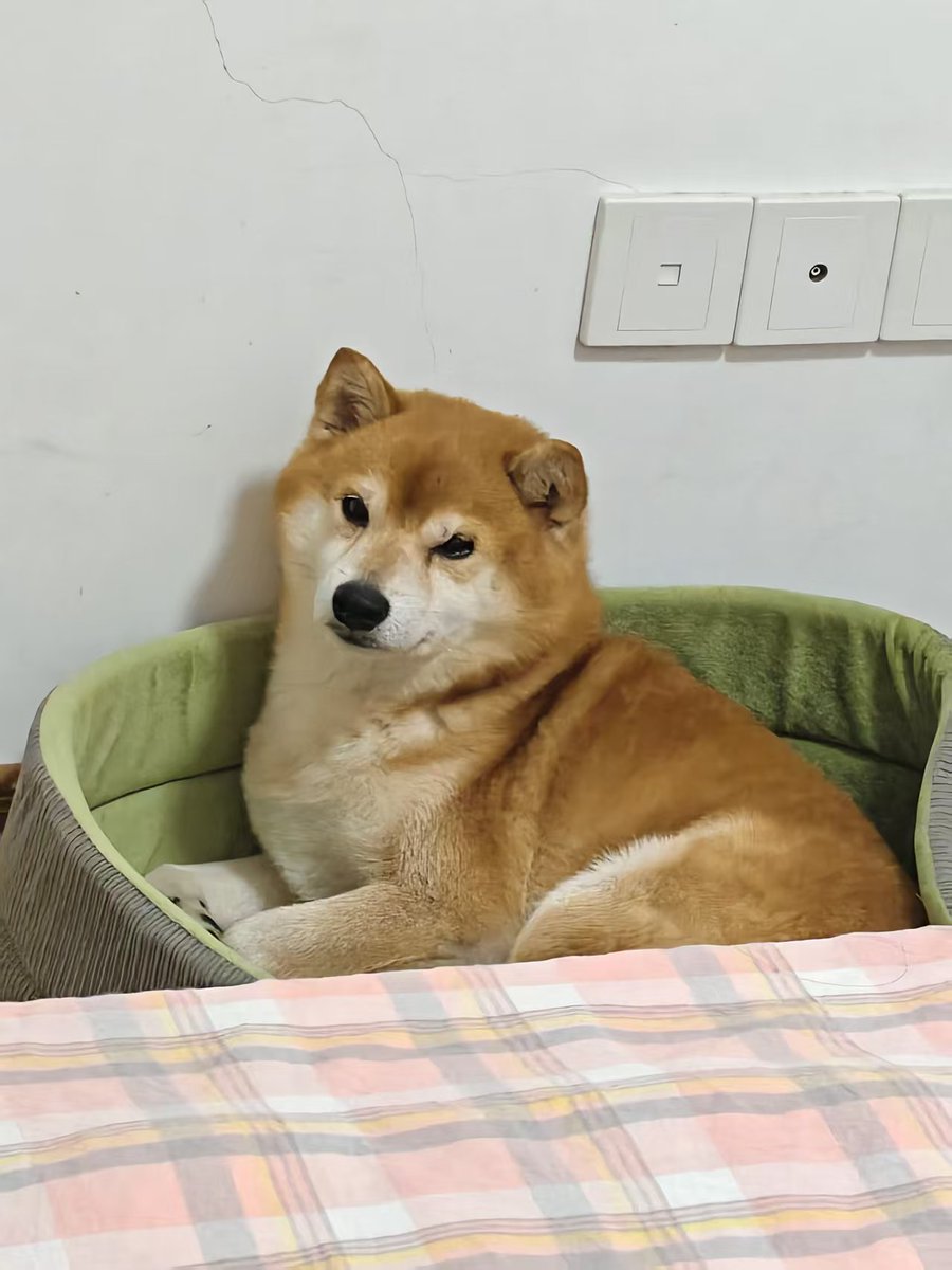 Daaancingm55306's tweet photo. friend kept showing me photos of her dog in his bed &amp; he just looked too much like some kind of pastry https://t.co/Vi0qsWy00L