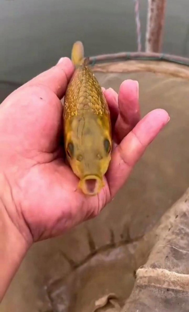 TEPPha1's tweet photo. Caught a rare gold fish in my casual mobile game grind! My day just got way more fun ， https://t.co/D02GCuMzuJ