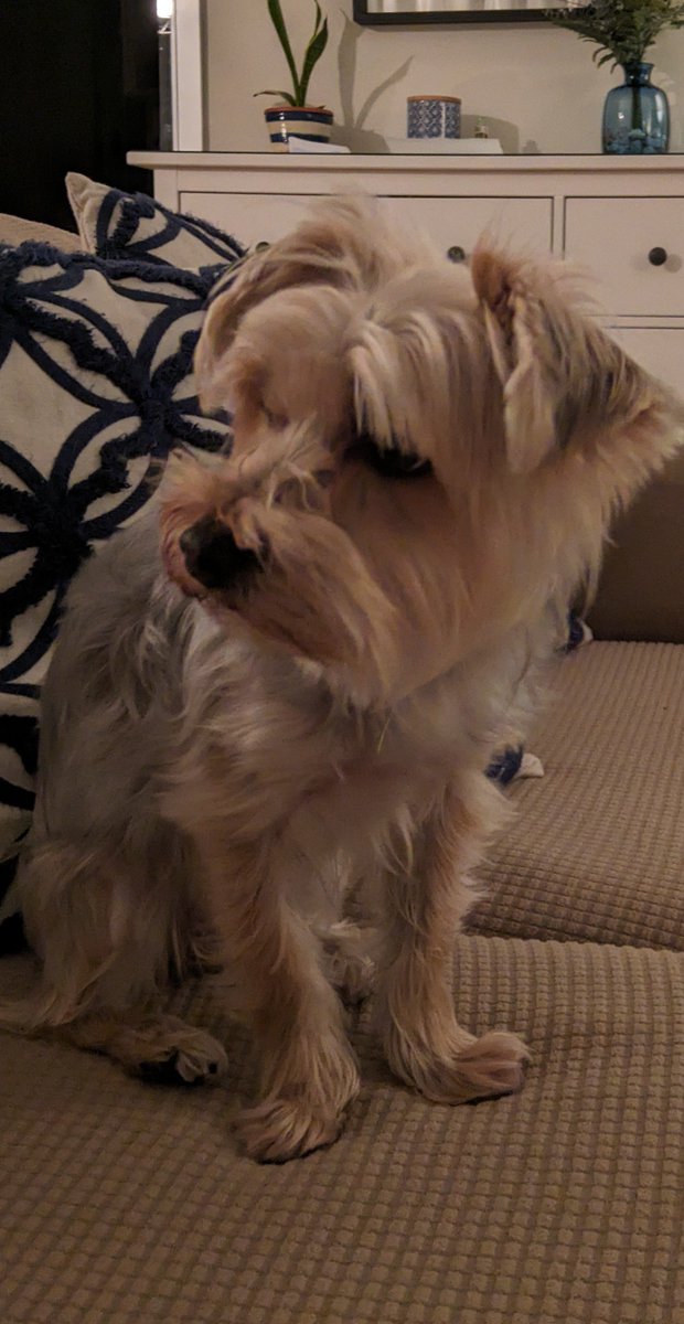 AdriCastedo's tweet photo. IMPORTANTE @EloyTP 
PERRO PERDIDO POR CORUÑA. ES PEQUIÑA, GRIS CLARO. TIPO YORKSHIRE PERO CRUCE. SE PERDIO POR LOS CASTROS PERO YA LA VIERON POR XUXAN. https://t.co/QYJ0LCWJyN