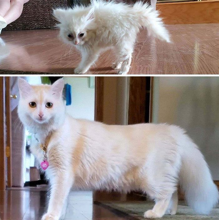 NoCatsNoLife_m's tweet photo. SHE GREW UP TO BE SUCH A BEAUTIFUL GIRL 🥰🧡 https://t.co/bLSQ1QeFeg
