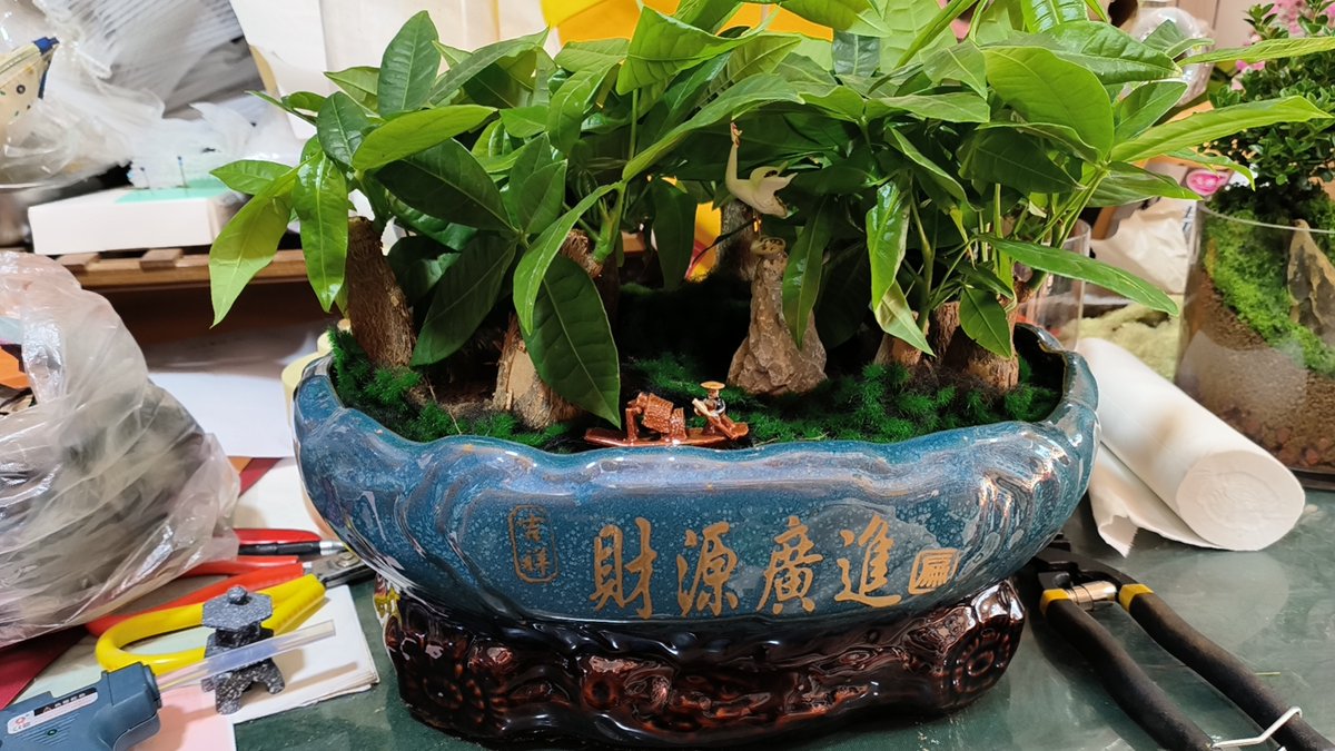 Hector21212121's tweet photo. [My desk plant just outperformed my 9am report: it’s still standing, while my coffee’s already cold. Win-win for “low-effort wins” today ]， https://t.co/hJyNe31P0z