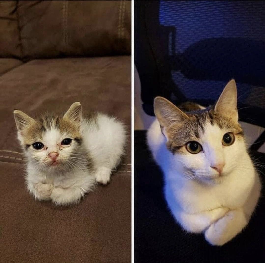 NoCatsNoLife_m's tweet photo. The kitten grew up beautifully, but his unique sitting habit never changed.🥰🧡 https://t.co/ehb7JXTE0B