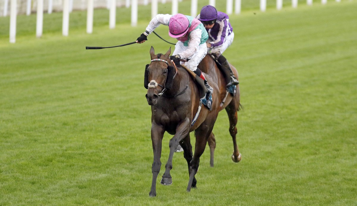 bloodstocknews's tweet photo. It’s a fourth Gr.1 success for @JuddmonteFarms’ homebred KALPANA 💥 

This top-class mare takes the Yorkshire Oaks for her sire Study Of Man (@Lanwades) - her seventh Stakes success 🏆 

Catch her pedigree along with the race review in tomorrow’s EBN #ReadAllAboutIt

📸 @Steven_Cargill