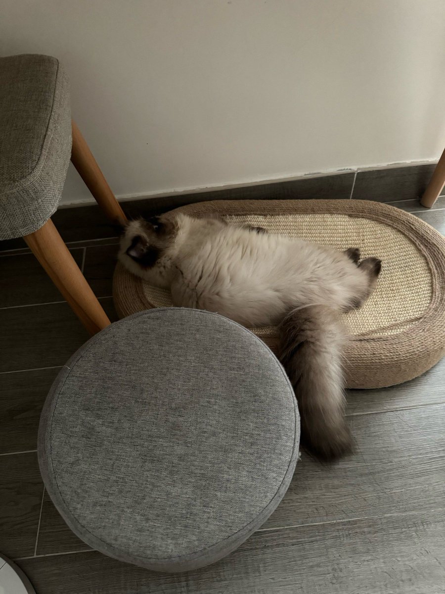Christinamerit4's tweet photo. Just folded 3 loads of laundry while my cat decided to make the clean pile her new napping spot. Domestic win + tiny chaos = perfect Tuesday.， https://t.co/ioePpPeZKU