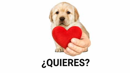 QuieresWant's tweet photo. ¿Quieres mi corazón? https://t.co/kpFwfoslLk
