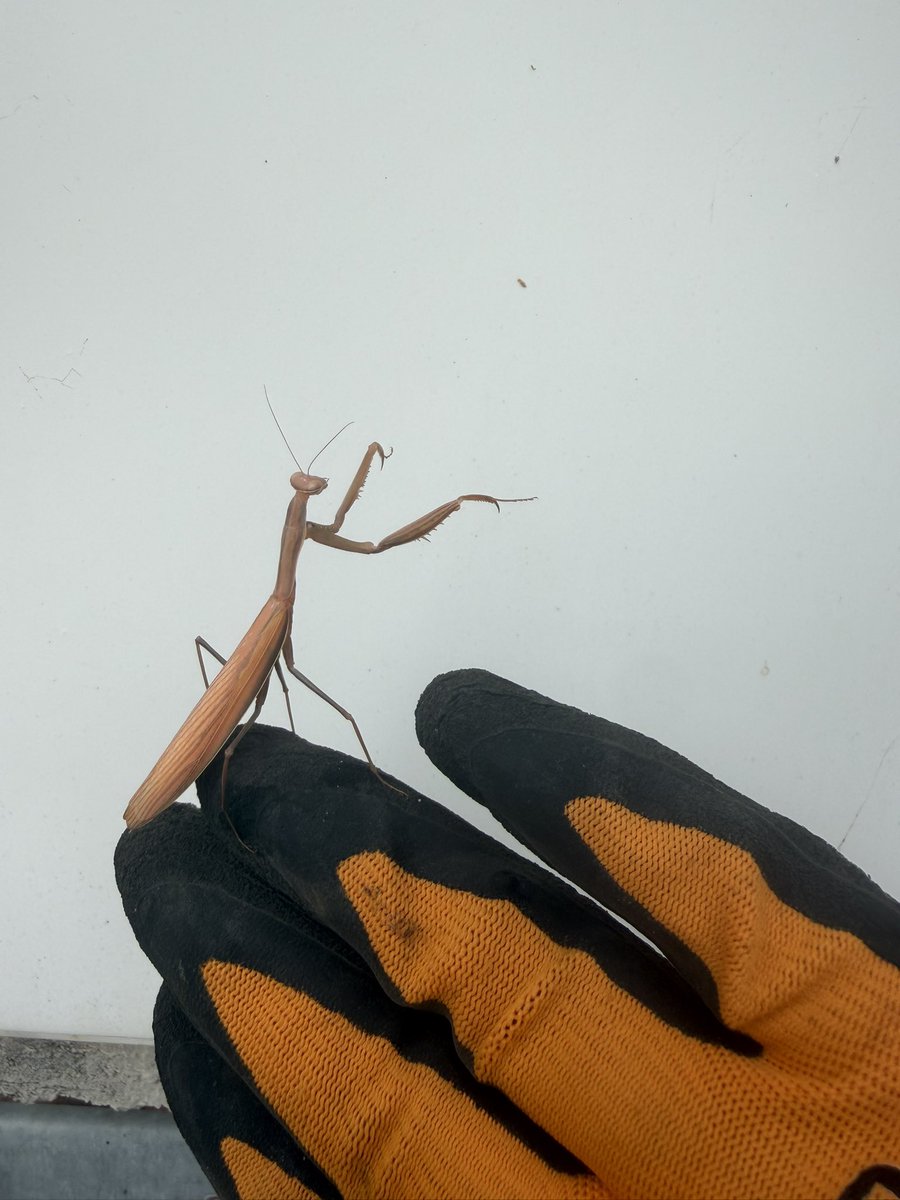 MatteStach's tweet photo. Modlivku som vo voľnej prírode videl raz, keď som bol maly … dnes na záhrade 4 :)) neviem či sa mám radovať alebo je to úvod k prichádzajúcej biblickej apokalypse … https://t.co/7aOhZBwO5Y