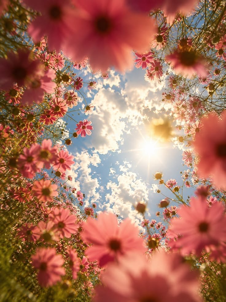 silenttearthh's tweet photo. Sky Through the Eyes of Flowers https://t.co/7iSIu8RLsP