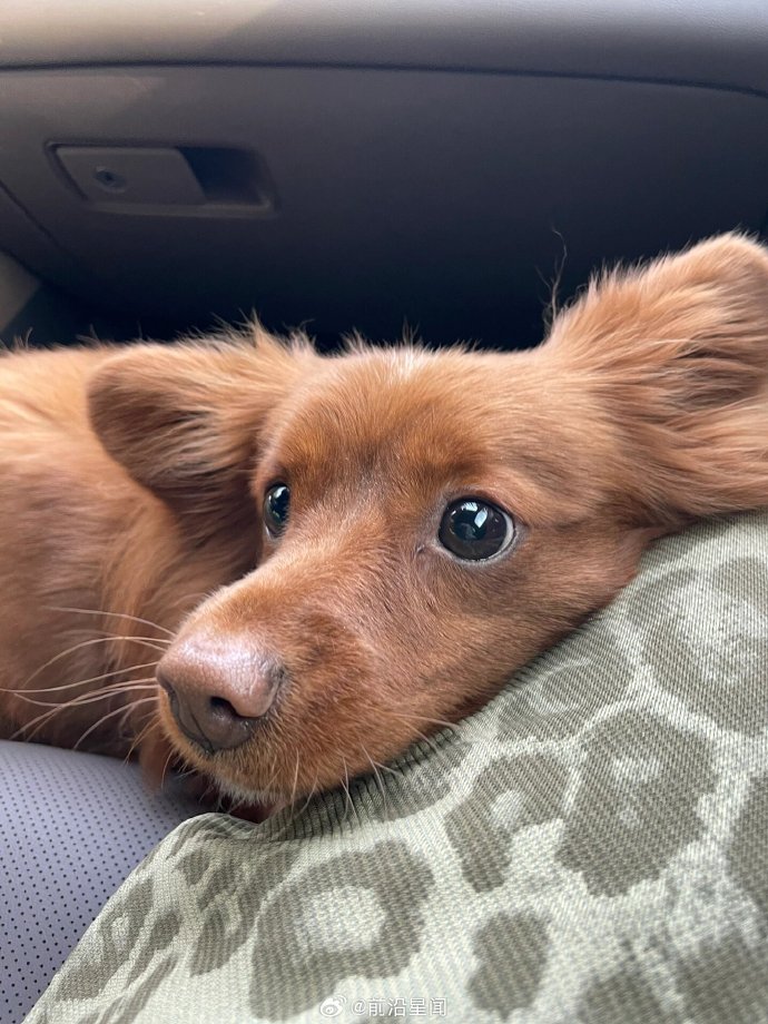 Retall64951973's tweet photo. My pup’s sleepy head on my lap after a long walk—this quiet cozy moment is the best gift today. https://t.co/0PShUdmAxh