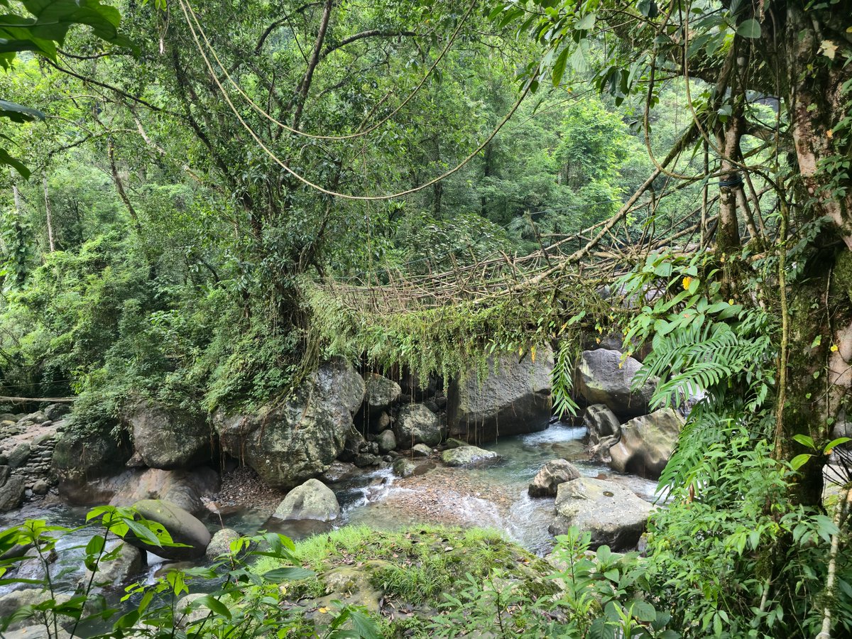 AMAZlNGNATURE's tweet photo. Living root bridges are grown by hand in Meghalaya, India

Local communities guide the roots of rubber fig trees across streams and allow them to grow together over many years, creating strong natural bridges that can last for generations https://t.co/dfMoJmXFuz