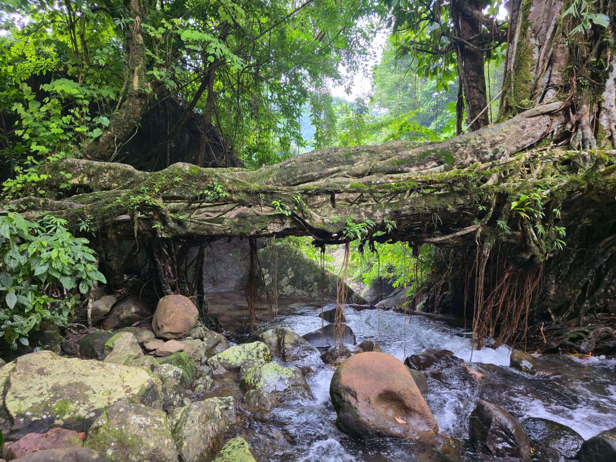 AMAZlNGNATURE's tweet photo. Living root bridges are grown by hand in Meghalaya, India

Local communities guide the roots of rubber fig trees across streams and allow them to grow together over many years, creating strong natural bridges that can last for generations https://t.co/dfMoJmXFuz