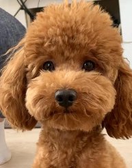 HwaKrask3's tweet photo. Spent the evening cuddling my fluffy rescue pup and binge-watching our favorite show—best kind of self-care ever ， https://t.co/uzo2XGyNIo