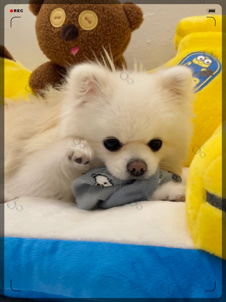 mipochisan's tweet photo. 6 months ago our tiny rescue pup could barely stand on wobbly paws  Now she’s zooming around the yard stealing socks and melting every heart—growth hits different! https://t.co/u9QBaEC1an