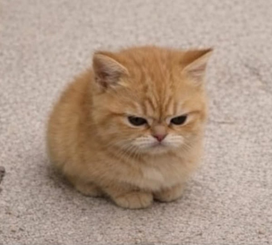 minjinasa's tweet photo. she's so angry tiny kitten coded https://t.co/0RQONtOF86