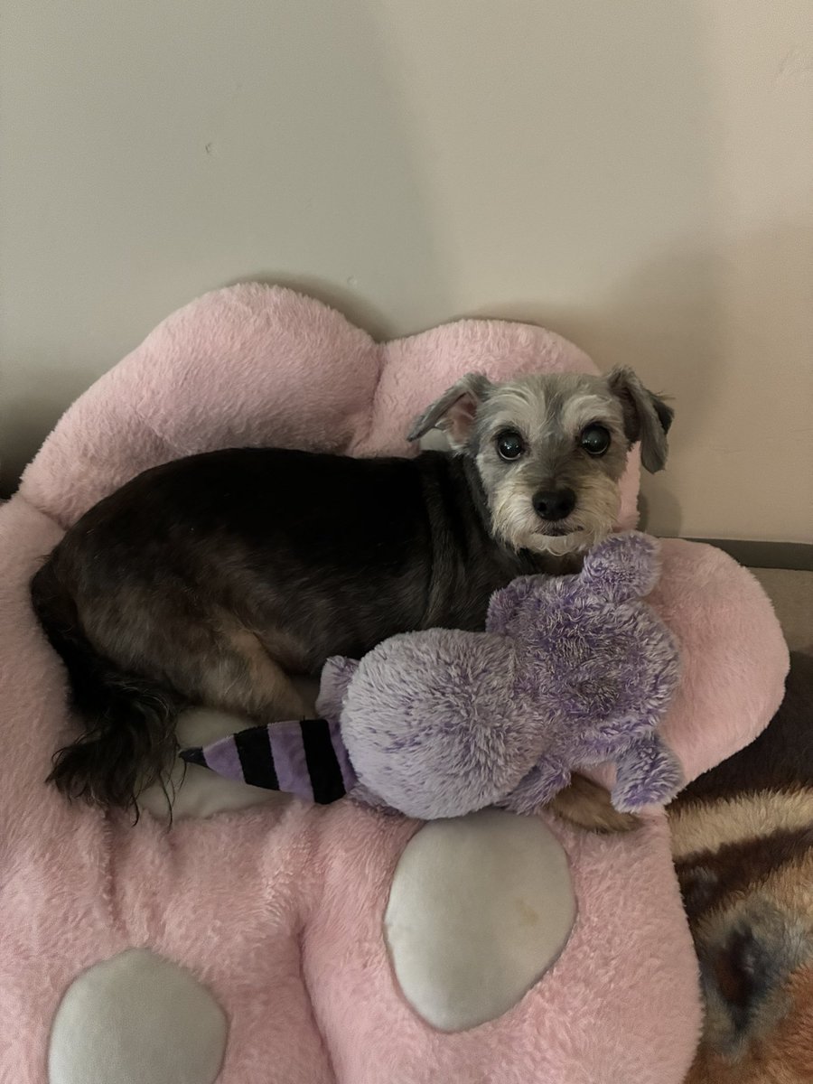 katmechi's tweet photo. @TolkhInShadows I have! Skippy the cat, who inspired my mascot S.K.I.P. My cat A.I. that runs my space ship. And Teddy the dog, aka Mr. President, my boss. https://t.co/8xqFUcpBjn