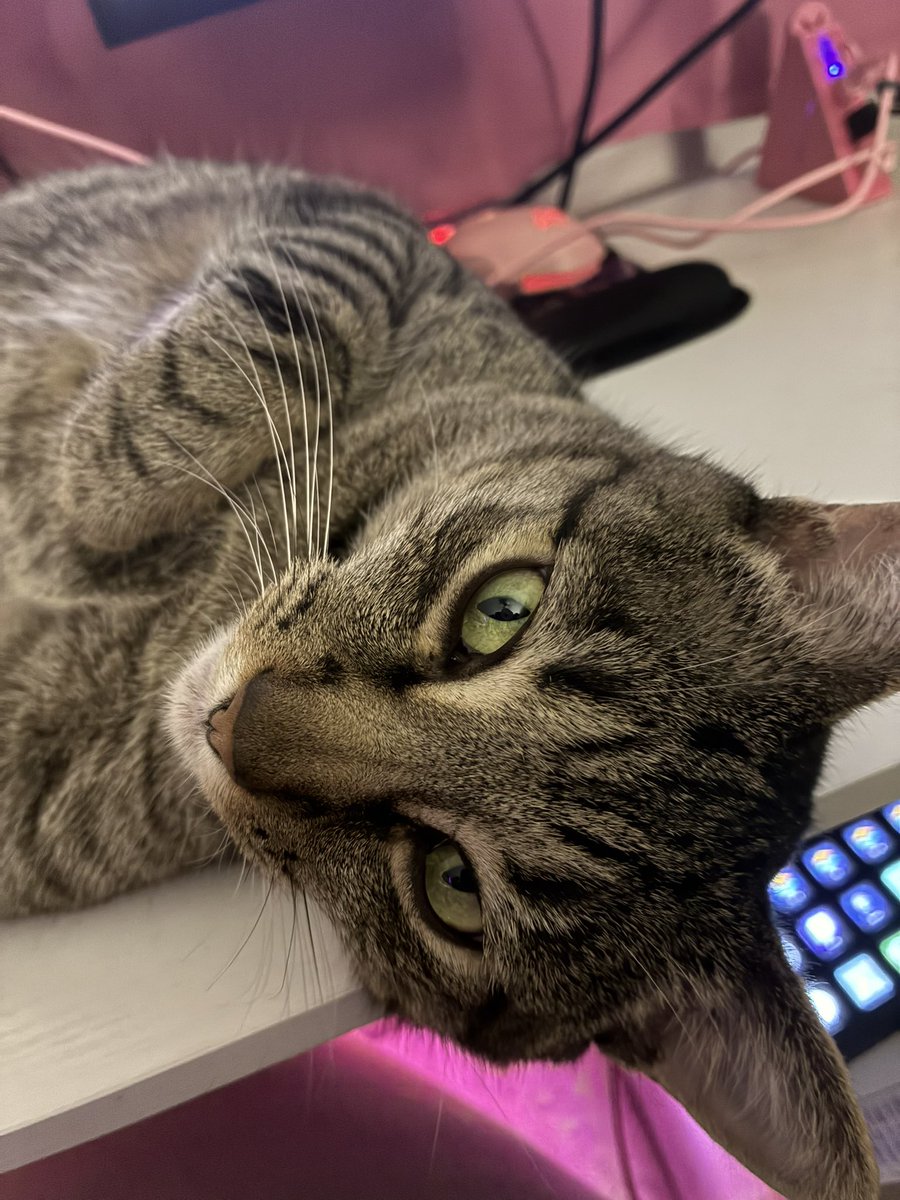 katmechi's tweet photo. @TolkhInShadows I have! Skippy the cat, who inspired my mascot S.K.I.P. My cat A.I. that runs my space ship. And Teddy the dog, aka Mr. President, my boss. https://t.co/8xqFUcpBjn