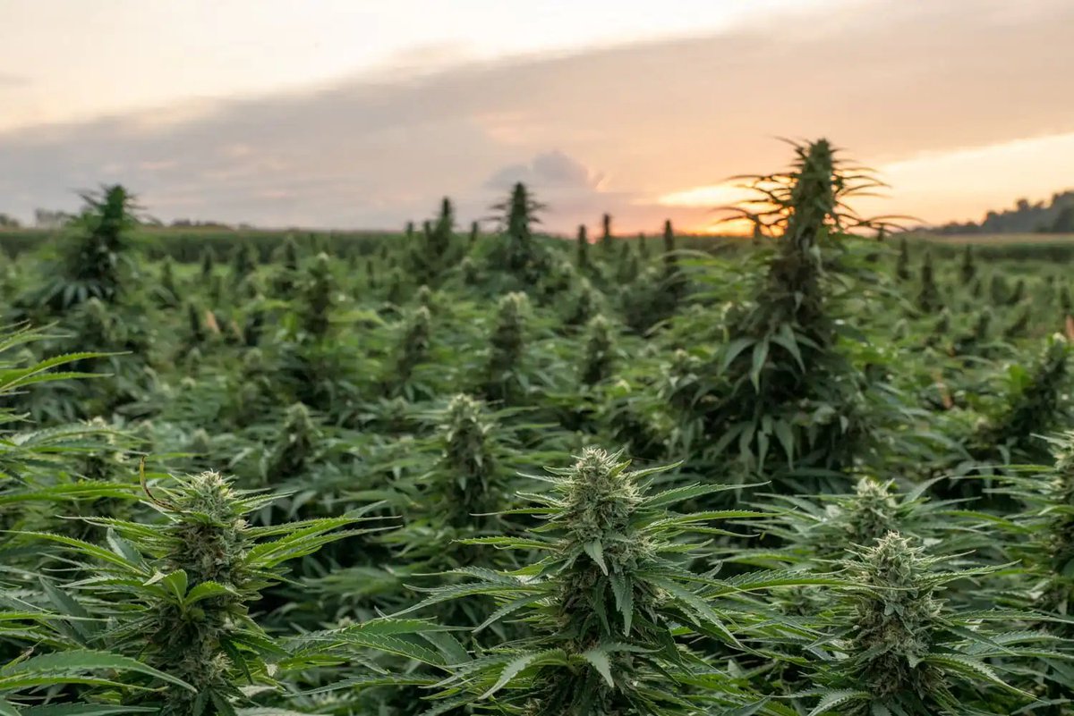 SeedBankME's tweet photo. Government of Canada investing $24 million to establish cannabis and brain health research consortium

In 2025, more than one in three Canadian adults reported having used cannabis, which was legalized for non-medical use in Canada in 2018. 

While many people use cannabis without experiencing serious adverse effects, important questions remain about its impact on brain health at different stages of life, particularly for youth, pregnant people, frequent users and people at increased risk of mental health harms.

#Cannabis 

https://t.co/qvTKjHkNG7