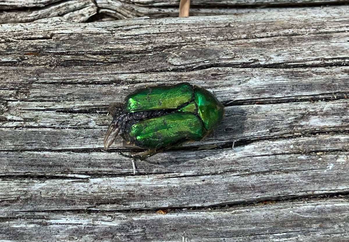 Paddy__Rice's tweet photo. #InsectThursday First time I’ve seen a Rose Chafer around here sadly deceased. Still where there’s one there might be another. https://t.co/0IK5kaHpBP