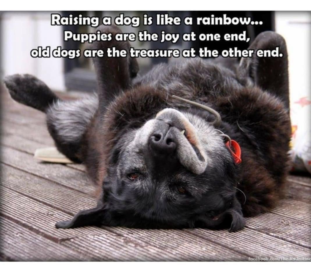 ShadowDogDesign's tweet photo. Raising a #dog is like a #rainbow . . . #puppies are the joy at one end and #olddogs are the treasure at the other end.
#Dogs #BestFriend #GoodDog #FaithfulFriend #LoveDogs #DogsAreLove https://t.co/mRCB3TOZXo