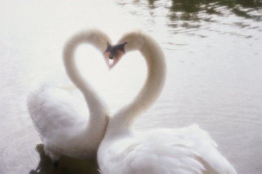 LovelyCuteDaily's tweet photo. https://t.co/QdthtYTbqS