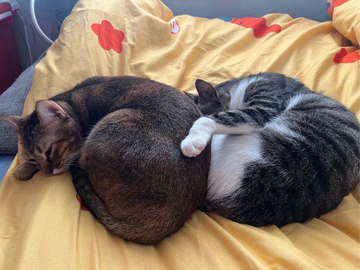 Timparsonz's tweet photo. Just found my cat napping on the freshly folded laundry I spent 20 mins putting away. Typical chaos that makes home feel like home. https://t.co/itnBkiNPAl