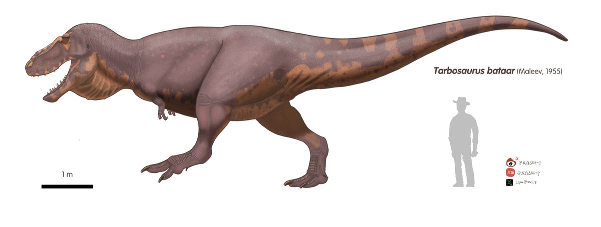 wzjbyg's tweet photo. Tarbosaurus https://t.co/iApEPj8F0H