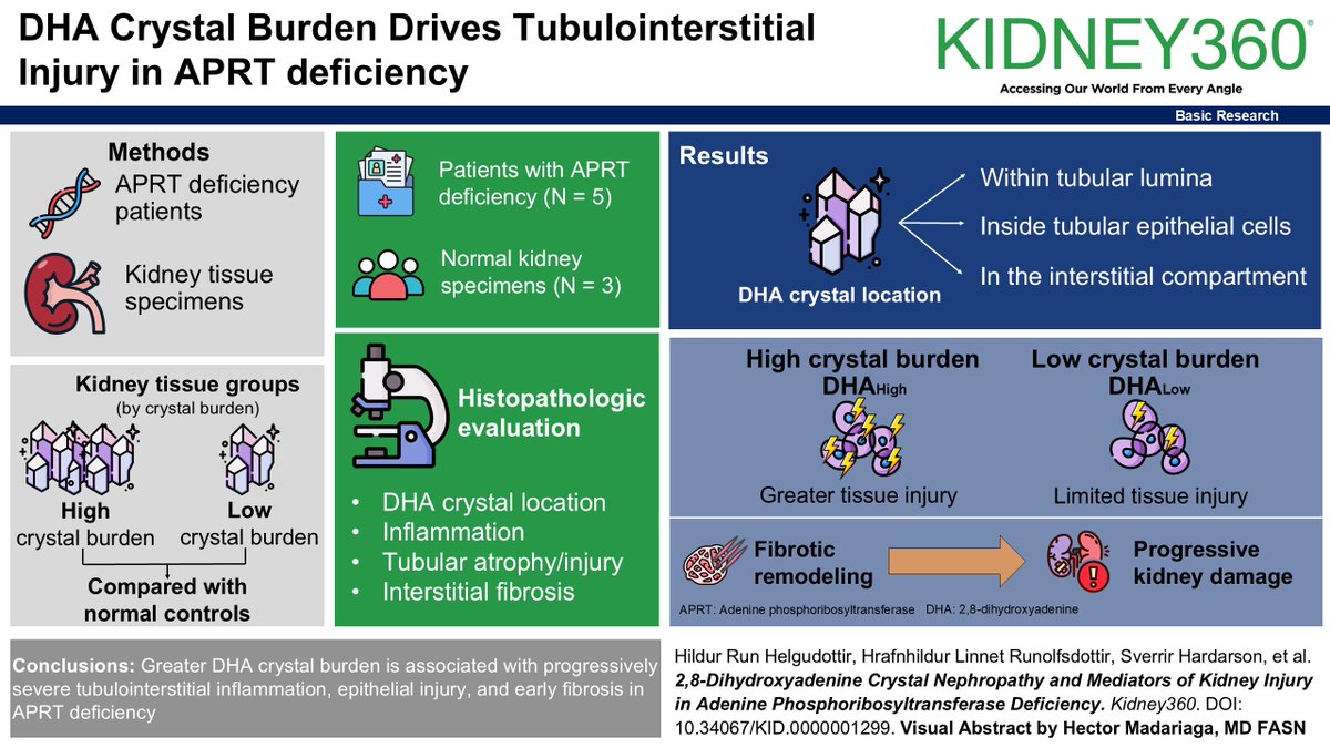 asnpublications's tweet photo. APRT deficiency drives DHA crystal deposition in the kidney, with greater crystal burden linked to more inflammation and fibrosis. These findings reported in #ASNKidney360 support a crystal-mediated pathway of progressive kidney injury and CKD. #CKD https://t.co/Ylpwll7REu https://t.co/9GhbUSh8MV