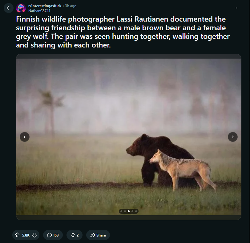4201's tweet photo. HELLO THIS IS GOING GIGA VIRAL ON REDDIT

5.5K UPVOTES IN 3 HOURS ABOUT AN UNEXPECTED FRIENDSHIP BETWEEN A BEAR AND A WOLF

$FRIENDSHIP https://t.co/gHLDTbflqu