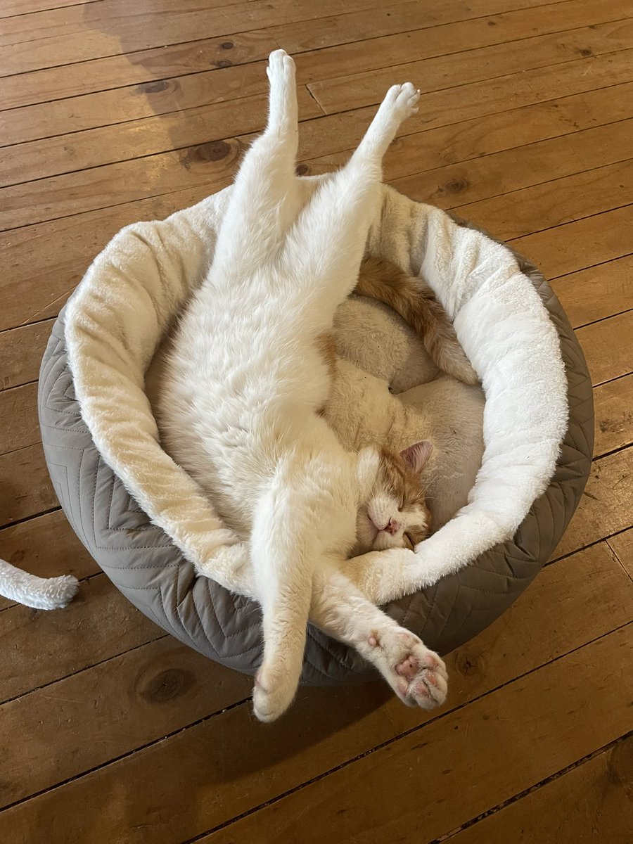 avepimiento's tweet photo. Se acuerdan que les conté que mi hermana había adoptado un gato adulto que su ex familia había abandonado y estaba en situación de abandono hace meses?

Esta es su nueva vida. https://t.co/0b4EhaSrOV