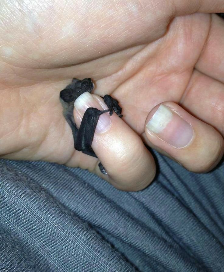 batincrisis's tweet photo. Look how tiny this baby bat is 😭😍🦇 https://t.co/mnIpGMvBGj