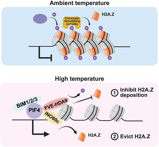 ThePlantCell's tweet photo. IN BRIEF: Clearing the chromatin roadblock: a dual strategy for H2A.Z depletion under high temperature (Yu-Hung Hung) https://t.co/fhsBtYlAyC @ASPB #PlantSci https://t.co/ys2OMzgpzI