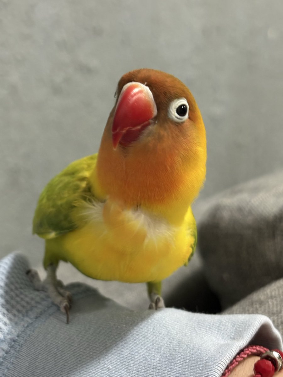 aleeper23's tweet photo. Le dije a manguito, te voy a tomar una foto posa 🙊 y si salió bonita su fotitooooo 🧡 https://t.co/3cgVj5osTR