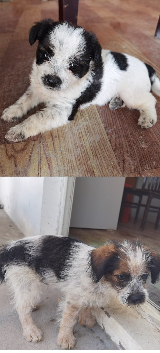SusanCriswell7's tweet photo. [My tiny rescue pup just hit 6 months old! From wobbly little squish to zooming couch explorer—every wag of his tail fills my heart.  #PetGrowthJourney]， https://t.co/hqI019qAXS