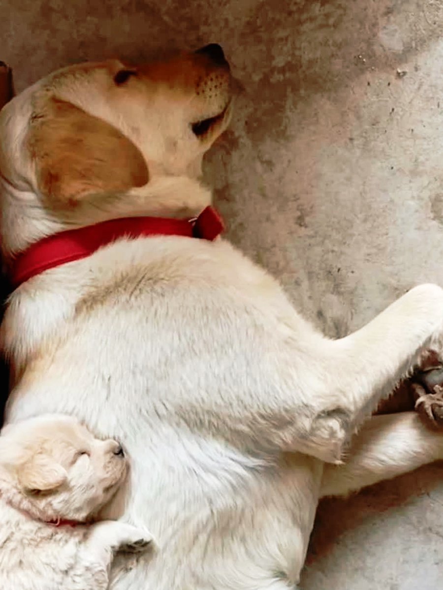brandonal2015's tweet photo. Nothing beats a sleepy pup curled up on your lap after a long busy day—pure, warm comfort that makes every stress melt away. https://t.co/Y1MgImRceF