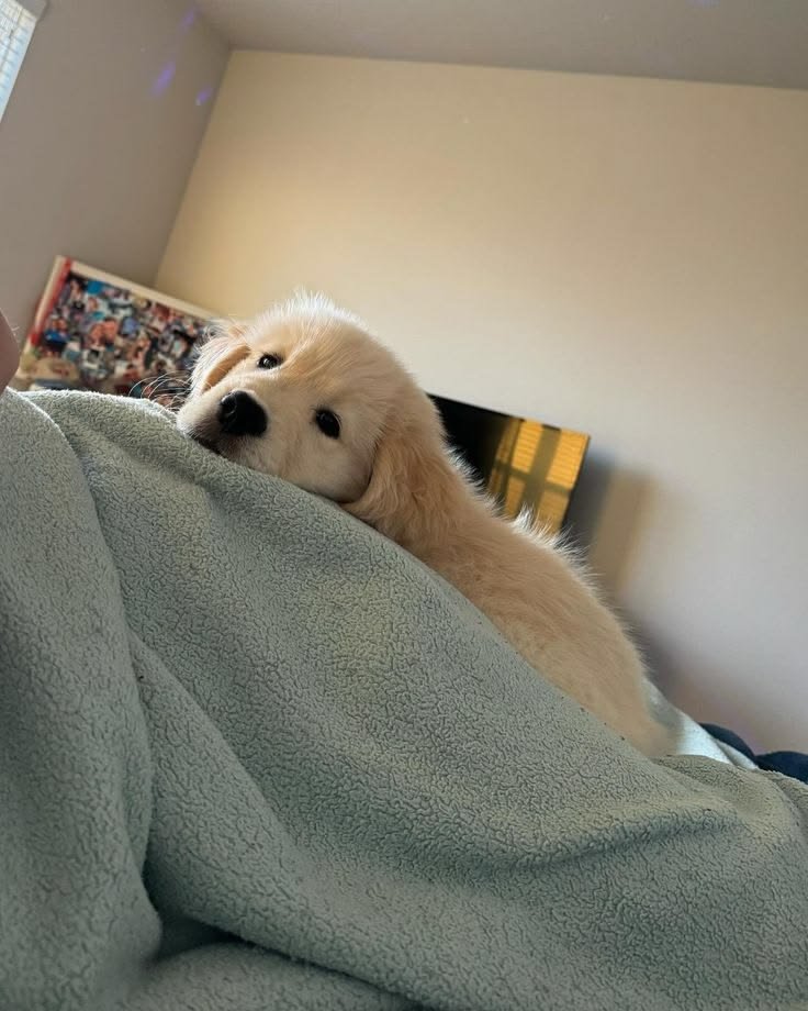 puppies_video's tweet photo. Puppy ready for sleeply mood https://t.co/P0pfBT1EBt