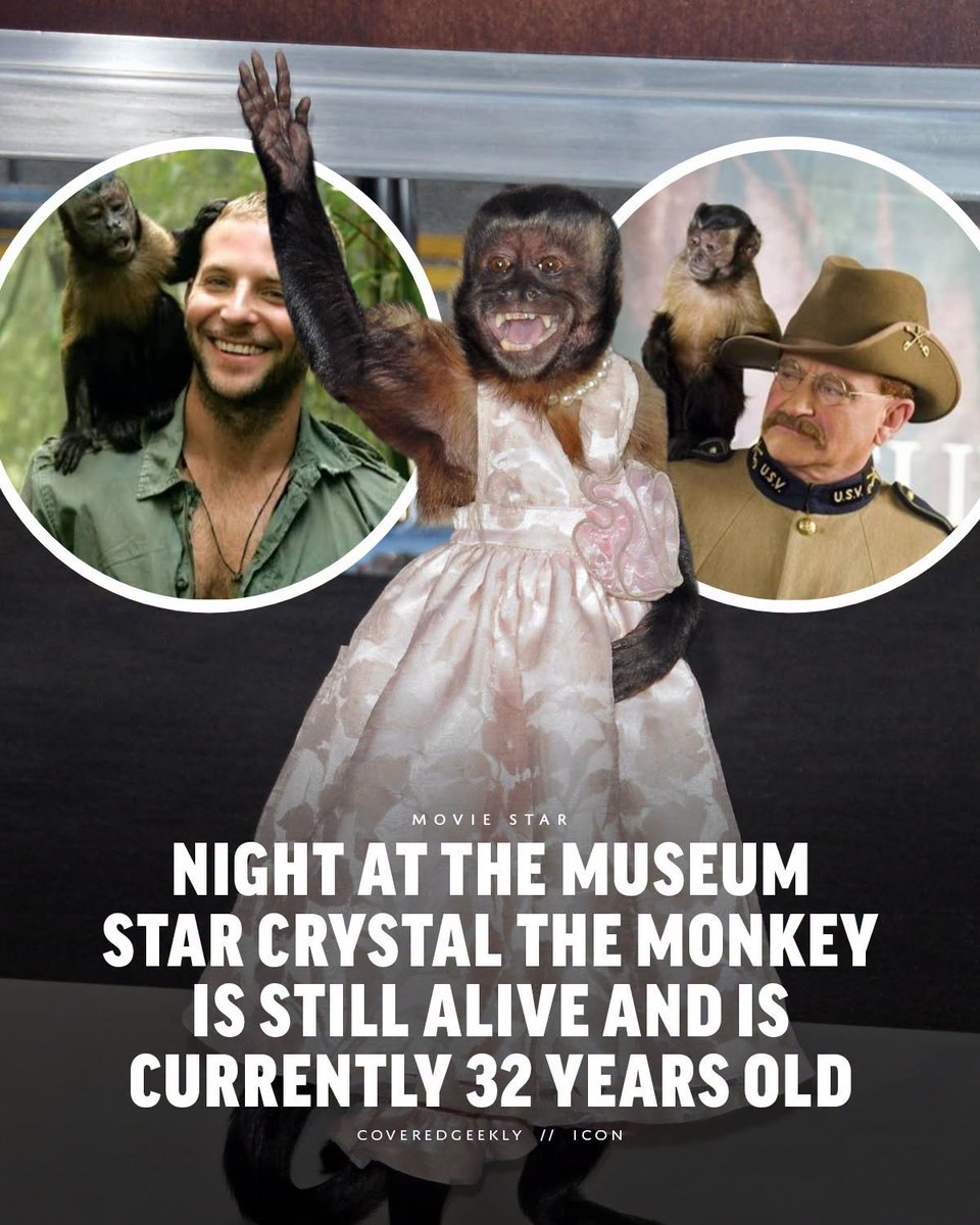 CoveredGeekly's tweet photo. We're happy to share that the legendary Crystal the Monkey, from classics such as Night at the Museum and George of the Jungle, is still alive and well. 🥹

She is currently 32 years old and lives in Los Angeles County, California, with her trainer Tom Gunderson and is living a nice and private life after entertaining millions for years.

Crystal shares a home with several other animals, including another female capuchin named Squirt, a cat, and dogs - horses are also kept on the property too! 🐵