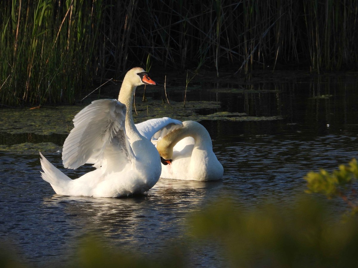 hirundinifaye's tweet photo. mute swans having a little splash :) https://t.co/RtQSCjsqAZ