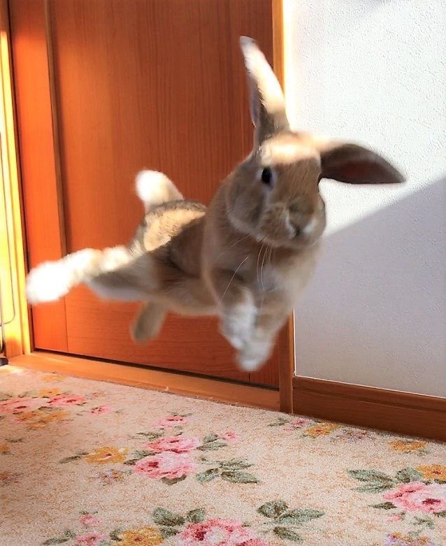 vanillaswiirll's tweet photo. jumpy bunny Ი𐑼 #modrictwt https://t.co/EaDftTtEO5