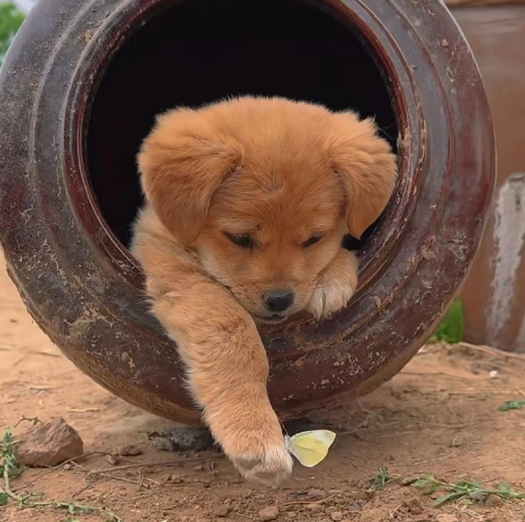 CorieLooft's tweet photo. My little puppy just took his first wobbly steps today  Watching him grow from a tiny ball of fur to a curious little explorer makes my heart full! https://t.co/yg1RqkECNa