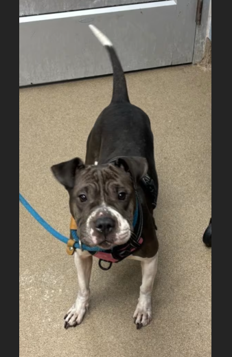 HollywoodDogs's tweet photo. Maracas, a 2-year-old "charming little nugget," is at a full shelter in #Chamblee, #GA and is in IMMEDIATE need of adoption, a foster home, or rescue https://t.co/SGcClXs44F #URGENT #AdoptableDogofDay 🐶 https://t.co/4ZKvV3WGY7