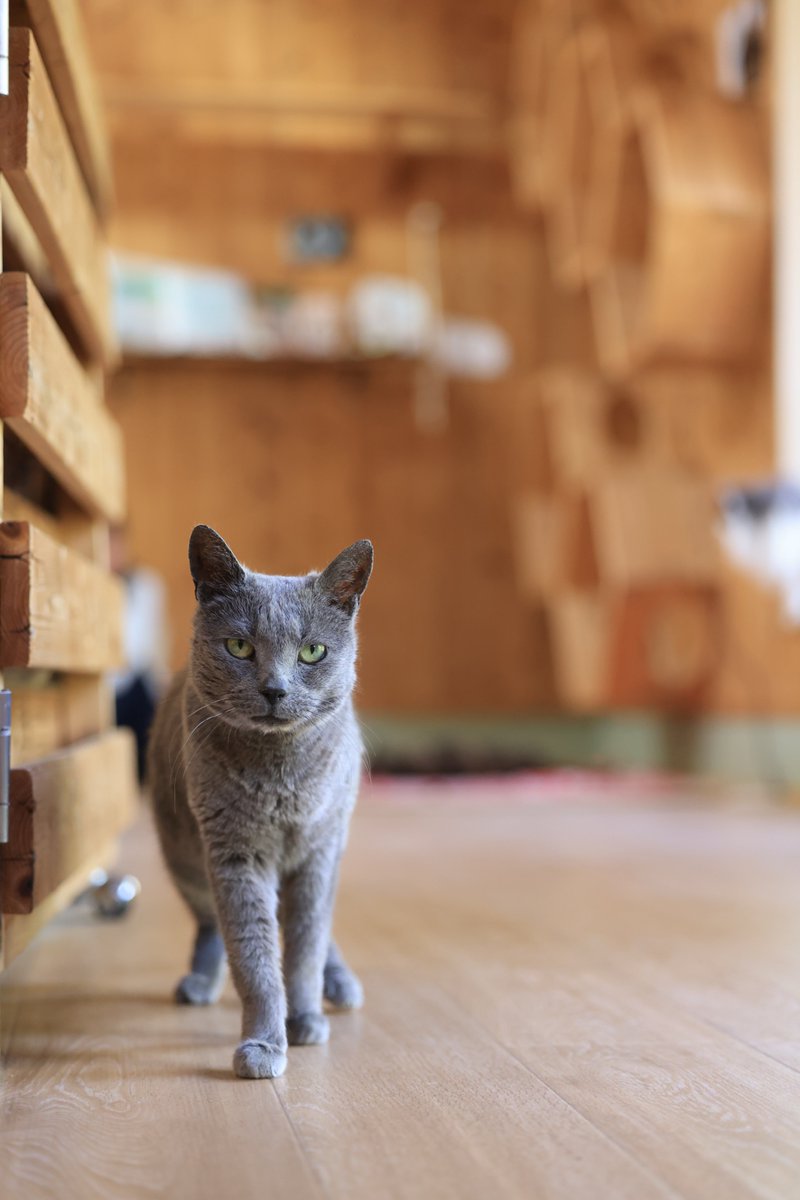 haru_toshi_'s tweet photo. アミメキリン🦒

ゆっくりと流れる時間。

見上げるたびに、
その穏やかな表情に癒されます。

みなさんは、この一枚のどこに目がいきましたか？

#福岡市動植物園
#アミメキリン https://t.co/7DI5bVBuJM