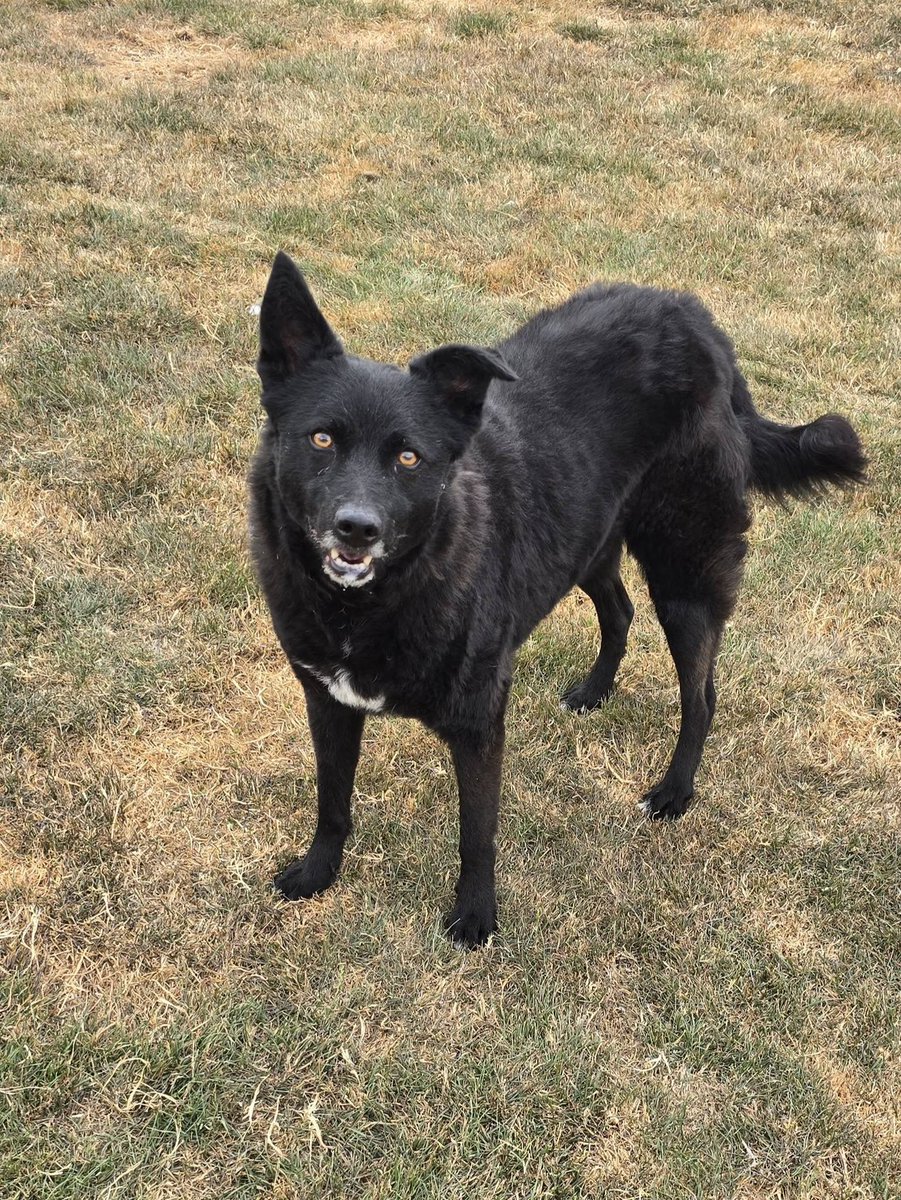 rescuedoggypaws's tweet photo. Jasmine — Intelligent, Loyal & Full of Heart (5 years, 18kg) Currently in kennels in #Worcestershire
Jasmine’s trained in agility, knows lots of commands and tricks, and loves using her clever mind
https://t.co/Dd3UguYxDZ
#Oxford #Staffordshire #Leicestershire #Oadby #Birmingham https://t.co/QibfGAErgT
