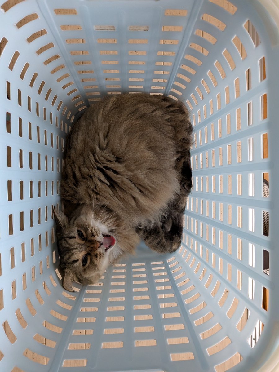 Display_Diver's tweet photo. この前は猫の日だったらしいですね https://t.co/fKqXu0ZN1K
