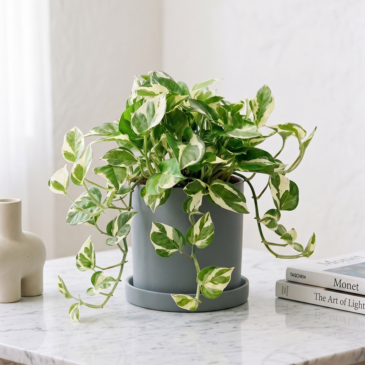 OtteyColin's tweet photo. Keep your pothos thriving! Water when the top 2 inches of soil feel dry, and wipe leaves weekly to remove dust. Happy growing!， https://t.co/AN3XwfQzBi