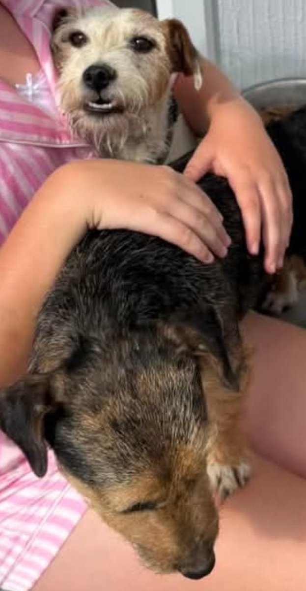 MissingPetsGB's tweet photo. Cannot get over this!! GINNY &amp; MILLIE
The two of them coming home TOGETHER today on their own!! #reunited

"Can’t believe I’m writing this!!
The dogs came back just now. It’s been a long week an half. They're skinny &amp; weak &amp; just want to rest but they're here god bless them 😭♥️" https://t.co/VDoKKX9LZL