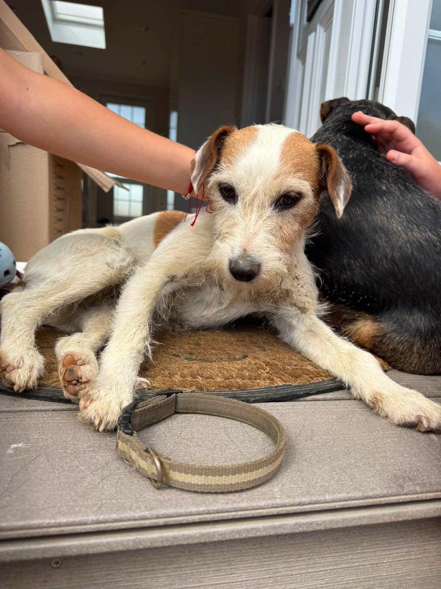 MissingPetsGB's tweet photo. Cannot get over this!! GINNY &amp; MILLIE
The two of them coming home TOGETHER today on their own!! #reunited

"Can’t believe I’m writing this!!
The dogs came back just now. It’s been a long week an half. They're skinny &amp; weak &amp; just want to rest but they're here god bless them 😭♥️" https://t.co/VDoKKX9LZL
