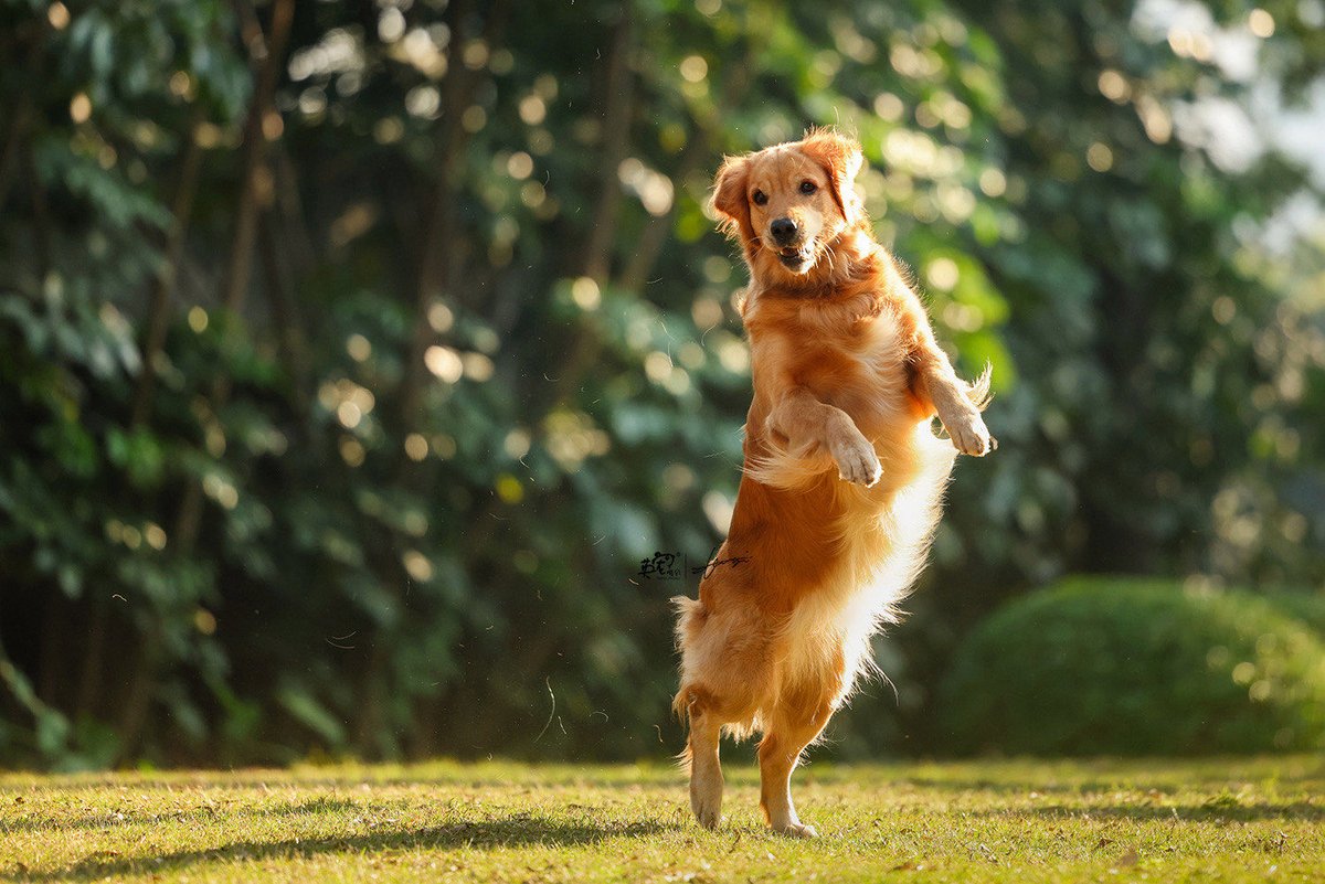 ZainabA99429264's tweet photo. My fluffy rescue pup is now 6 months old—from a tiny wobbly ball of fur to zooming around the yard chasing leaves, every tiny growth win feels like the best gift!  Puppy growth hits different.， https://t.co/DO0wzKBJni
